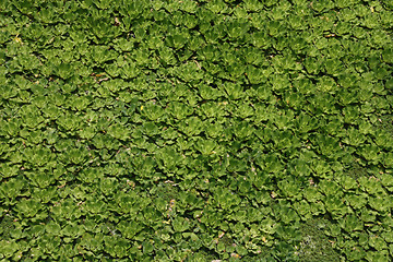 Image showing Pistia