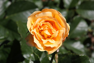 Image showing Tearose