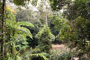 Image showing Rainforest