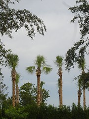 Image showing Palm Trees