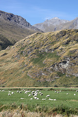 Image showing Sheep in mountains