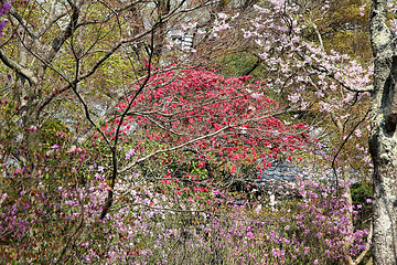 Image showing Japan - spring blossom