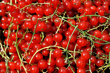 Image showing Redcurrant berries