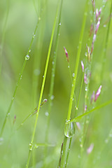 Image showing Dew Drops