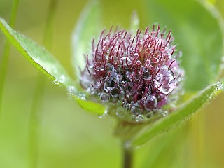 Image showing Red Clover