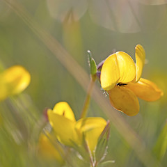 Image showing Bird's-foot Trefoil