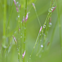 Image showing Dew Drops