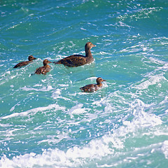 Image showing Duckling family