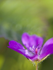 Image showing wood cranesbill