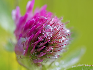 Image showing Red Clover