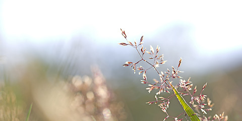 Image showing Red Straw