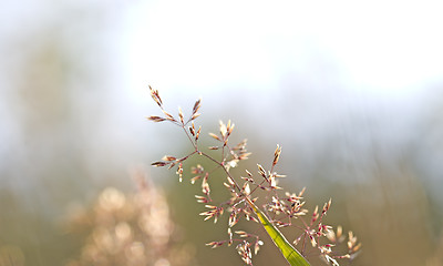 Image showing Red Straw