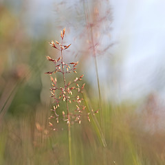 Image showing Red Straw