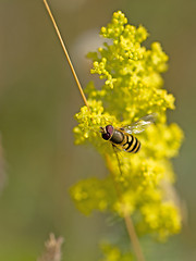 Image showing Bee on Rapeseed