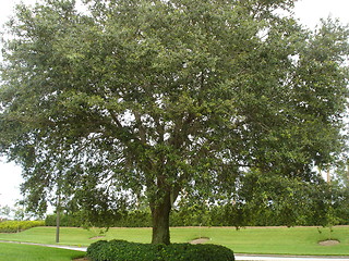 Image showing Big Tree