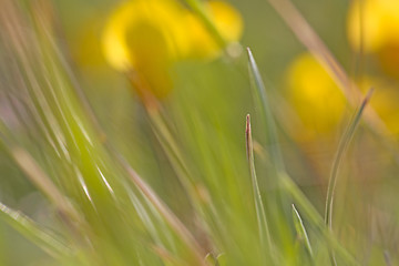 Image showing Abstract garden