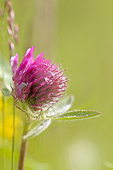 Image showing Red Clover