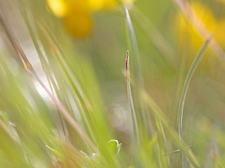 Image showing Abstract garden