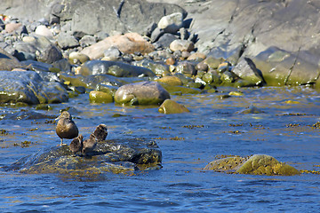 Image showing Duckling family