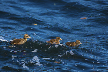 Image showing Duckling family