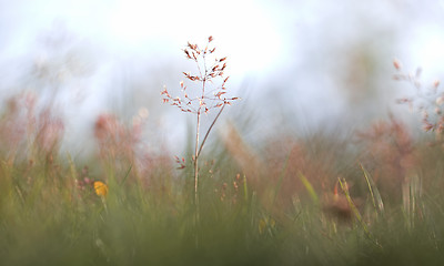 Image showing Red Straw