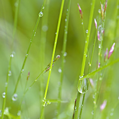 Image showing Dew Drops