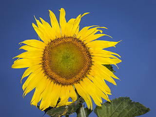 Image showing sunflower