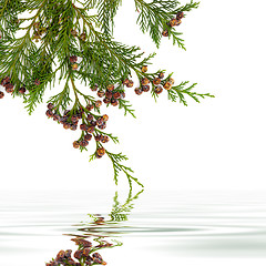 Image showing Cedar Leaf Beauty