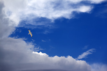 Image showing Seagull hover in blue sky with clouds