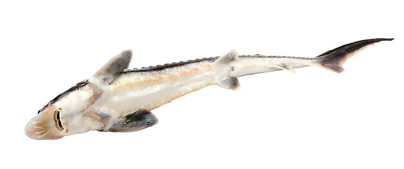 Image showing Dead sterlet fish