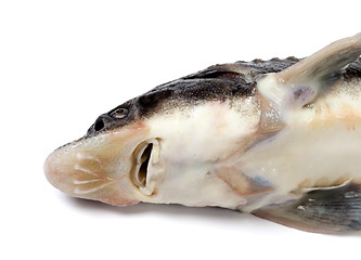 Image showing Head of dead sterlet fish on white background