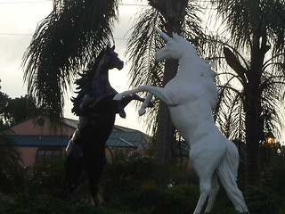 Image showing Two Arabian Horses