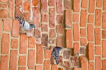 Image showing Pair of pigeons sitting on ancient red brick wall. 