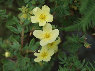 Image showing Primroses_Primula vulgaris 23.06.2001