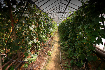 Image showing Greenhouses