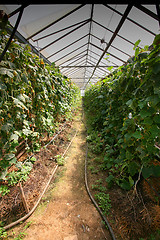 Image showing Greenhouses