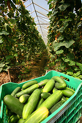 Image showing Greenhouses