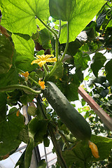 Image showing Greenhouses