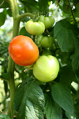 Image showing Greenhouses