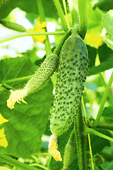 Image showing Cucumbers in greenhouse