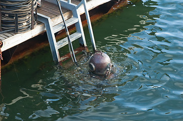 Image showing The diver plunges under water