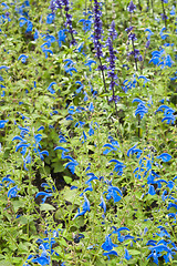 Image showing Background from beautiful dark blue flowers