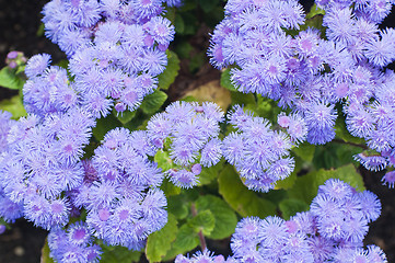 Image showing Background from beautiful dark blue flowers