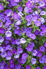 Image showing Background from beautiful dark blue flowers