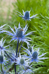 Image showing twig flowering thistles , blue sea holly