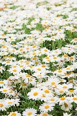 Image showing Background from beautiful white camomiles