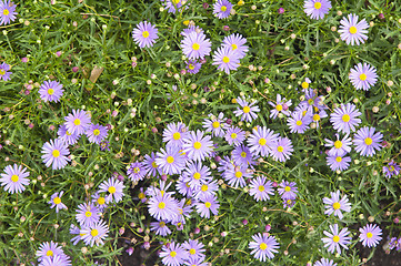 Image showing Background from beautiful dark blue flowers