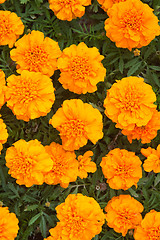 Image showing Beautiful orange chrysanthemums, the top view