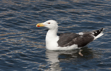 Image showing Seagull