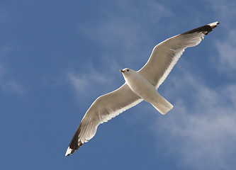 Image showing Seagull